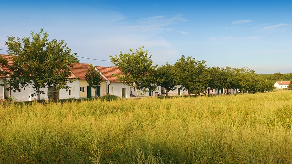 Wora Kellergasse ein Blick nach Osten vom Keller der Familie Roch