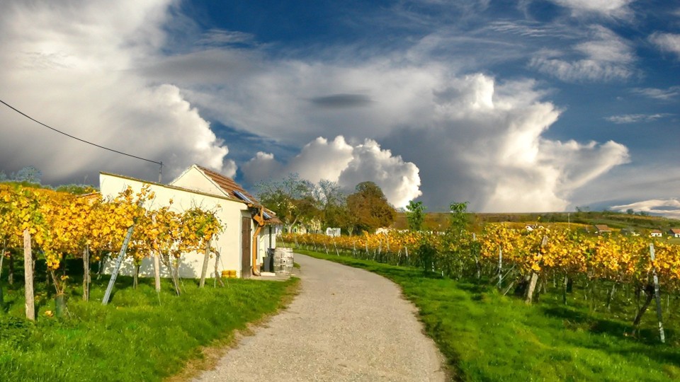 Wora Kellergassenfest Bachmayer Bild